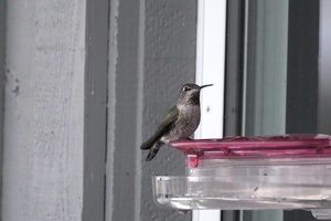 07616 annas hummingbird v1