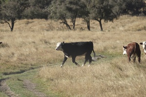 08139 striding cow