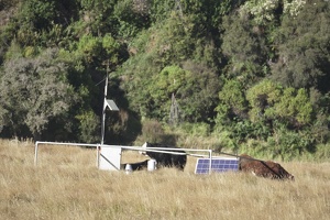 08156 solar powered cows