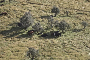 08224 cows in the shade