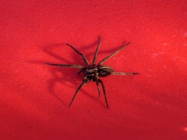 20591 nurseryweb spider v1