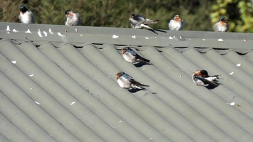 20722 swallows on the roof v1
