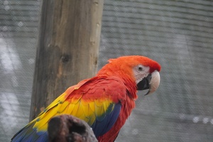 00662 macaw