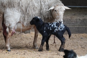 00795 newborn sheep