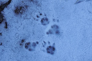 01281 possum tracks v1