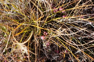 01314 prostrate snowberry v1