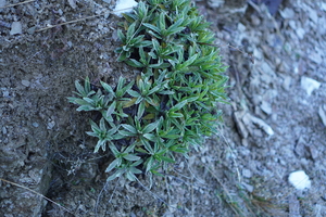 01400 mountain daisy celmisia densiflora