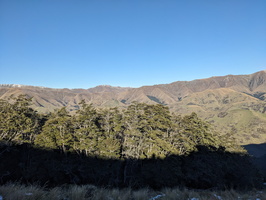 20240522 031549317 forest