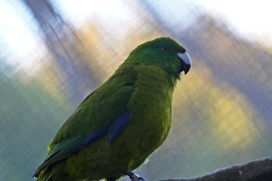 01629 antipodes kakariki v1