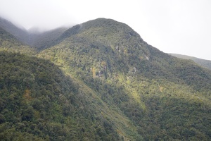 02137 forests