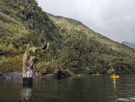 20240524 222039603 tree trunk