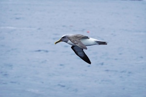 02455 mollymawk-topaz-denoise-sharpen-lighting