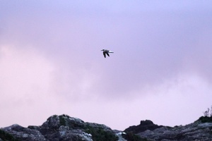 02460 above the rocks v1
