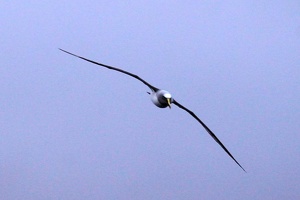 02461 all wings v1