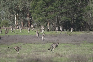 08845 bouncing kangaroos