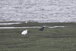 09066 egret and raven v1-topaz-sharpen