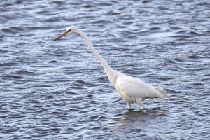09083 wading great egret v1
