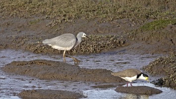 09098 white faced heron and spur winged plover v1-topaz-sharpen