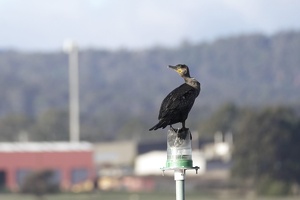 09144 black cormorant v1