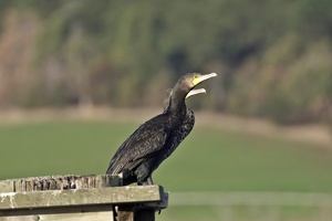 09153 black cormorants v1