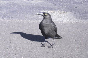 09296 cheeky currawong v1