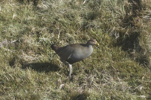 09302 tasmanian nativehen v1