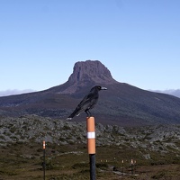 09387 framed currawong v1