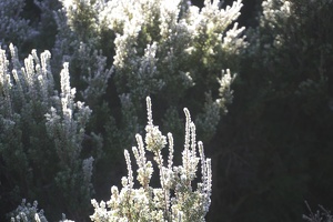 09526 frosty plant