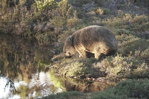 09642 browsing wombat