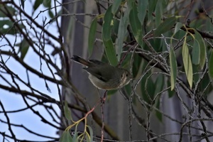 09684 tasmanian thornbill-topaz-sharpen-denoise v2