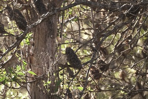 09715 not a birb  silver banksia