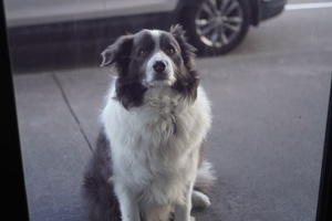 03077 dog waiting outside the cafe