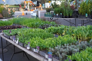 03084 greens at the market