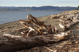 03101 driftwood