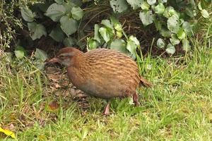03106 prowling weka v1-topaz-sharpen