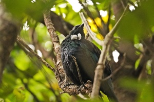 03119 tui v1
