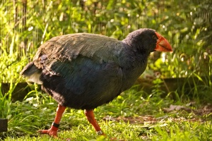 03132 takahe v1-topaz-sharpen