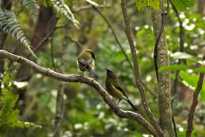 03212 two bellbirds v1-topaz-denoise-sharpen