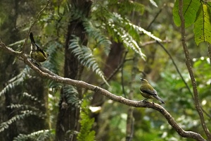 03216 bellbirds v1-topaz-denoise-sharpen