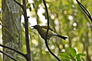 03231 yelling bellbird v1-topaz-sharpen-denoise