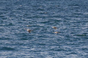 03277 three herons v1