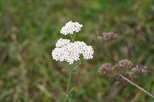 03281 yarrow v1