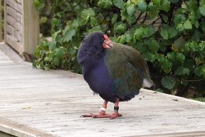 03295 takahe on deck v1