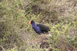 03297 pukeko v1-topaz-denoise-sharpen