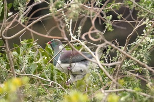 03300 kereru v1