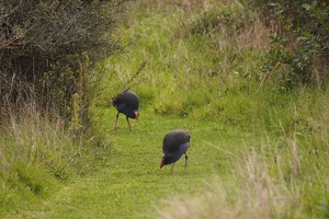03303 two pukeko
