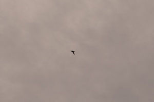 03305 welcome swallow v1-topaz-sharpen