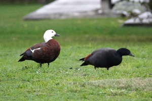 03310 paradise shelducks v1-topaz-denoise-sharpen