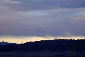03314 some gulls flying above v1
