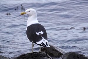 03315 black backed gull v1